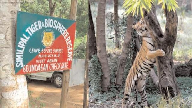 Similipal tigress Zeenat that created terror in 3 states ‘pregnant’, claims forest official