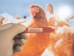H5N1 avian influenza detected in Puri dist; govt culls over 6,700 birds