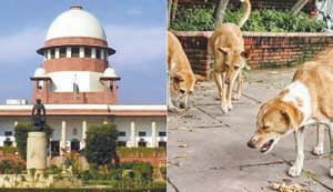 Apex court directs removal of stray dogs from institutional areas and animals from highways
