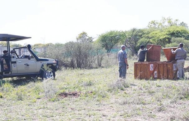 President Murmu, Botswana President witness release of Cheetahs at nature reserve