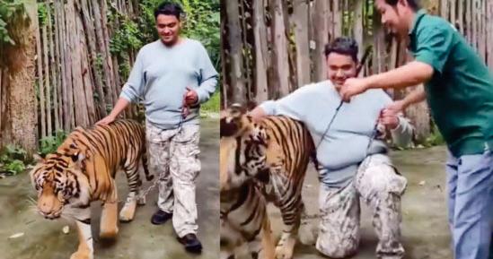 Tiger Kingdom debunks tourist mauled, denies wildlife abuse