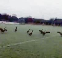 Footie match is postponed for fowl play