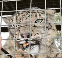 Big cats left in squalor by charity boss