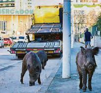 Costas Brits may meet a boar on hols