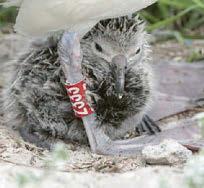 Wise old bird cracks being mum at 74