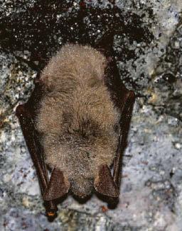Bat's love.. at last