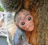 Animal magic as zoo having a baby boom