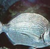 Now we know fish are really deep fin-kers