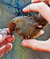 RSPB's battle to rescue migrating birds from traps