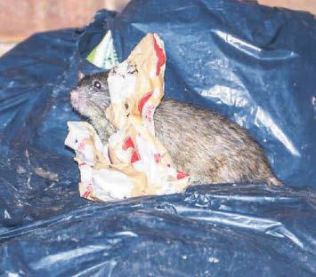 The Brum-town rats