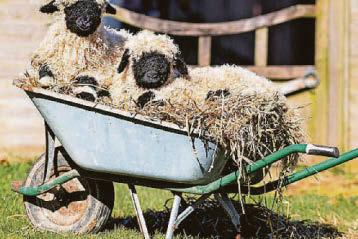 FARMER RAISING THE BAA