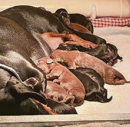 Mollie gives birth to a football team