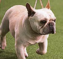 Frenchies are most likely to be snatched