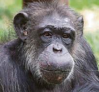 Chimpanzee from PG Tips ads studied