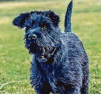 Schnauzer is to hound out wrongdoers