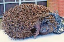 Spring cleaning gardens to help save our wildlife