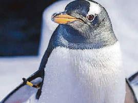 P-p-perk up a penguin