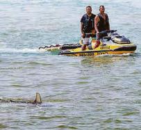 Remains are found after shark attack