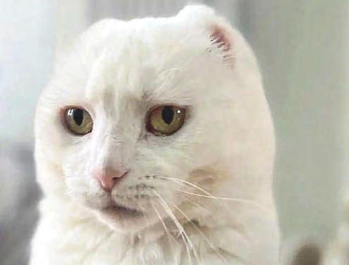 Sun alert after cat loses burned ears