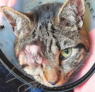 Pets blasted in face for 'fun' as gun attacks rise