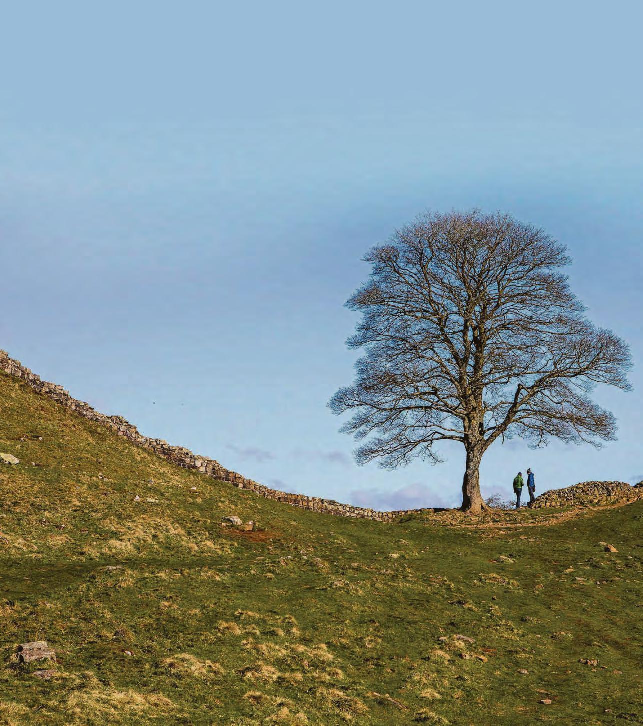 Why I was moved to write play about Sycamore Gap