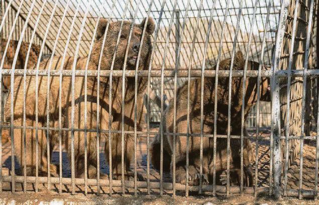 Bears enjoy new sanctuary after rescue mission