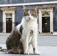 LORDS 'NO' TO CATS' PATROL FUR THEIR OWN SAFETY