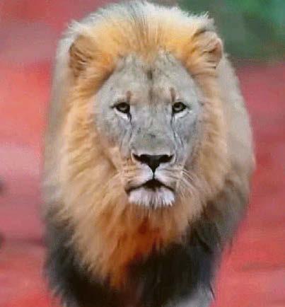 We must act fast to save animals like poor Blondie