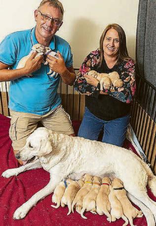 From doggy daycare to busy puppy creche