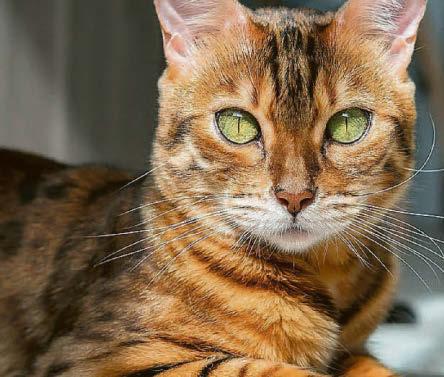 Celia charity plea to help feline friends