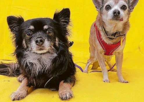 'Oldest dog' Tiny's big hope for home