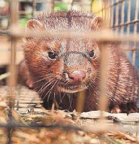 Undercover cop married animal rights activist she was targeting for 5 years