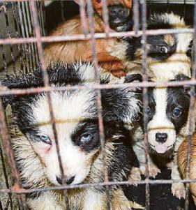 PLEASE DON'T BUY SMUGGLED PUPS THIS CHRISTMAS