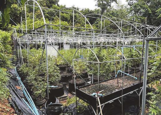 UK'S DRUG MULE ALERT