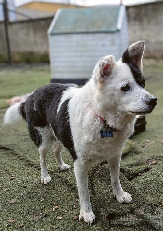 Fat (good) boy ślims