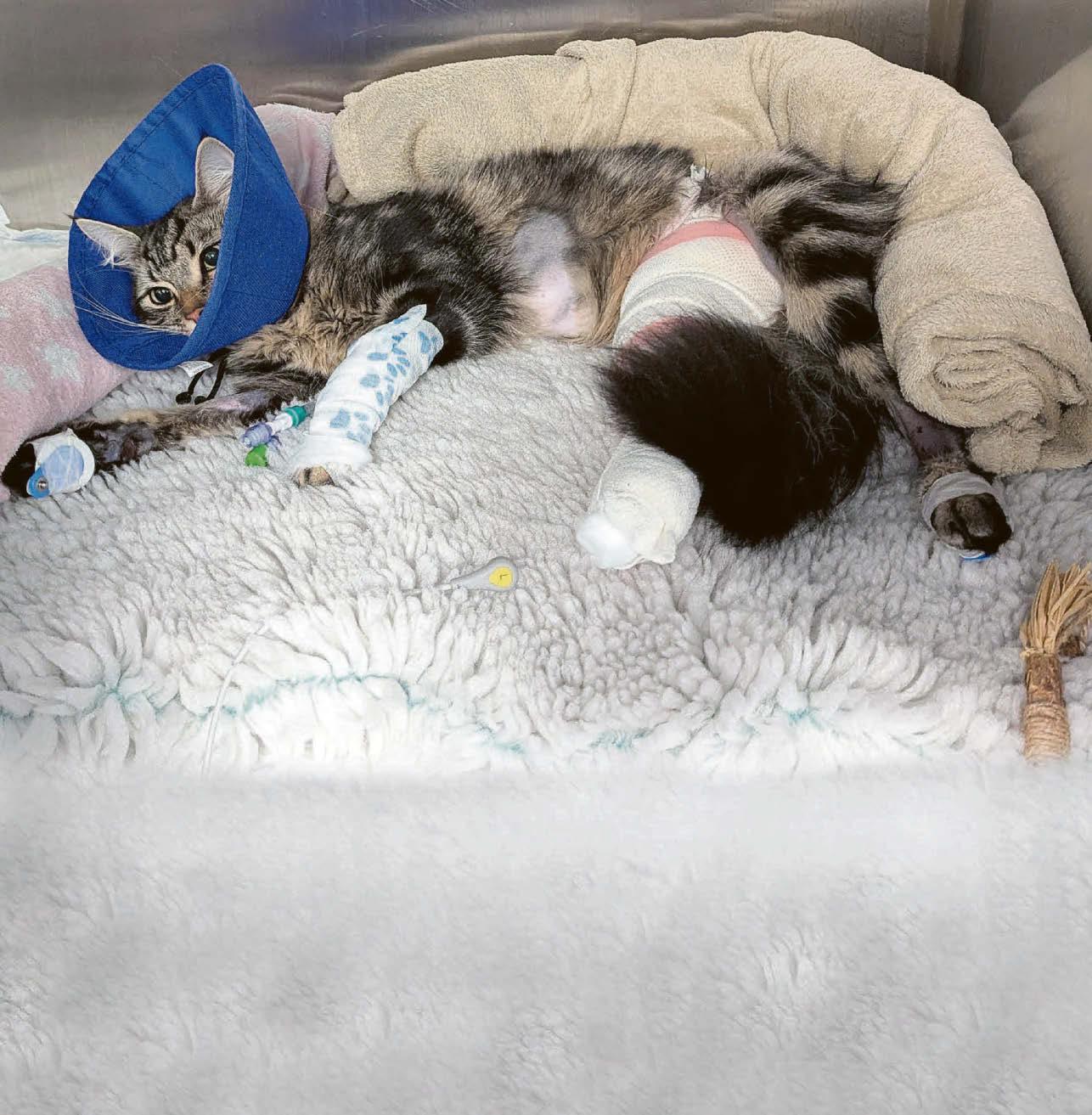 Cat's amazing