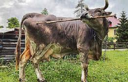 Heifer so clever