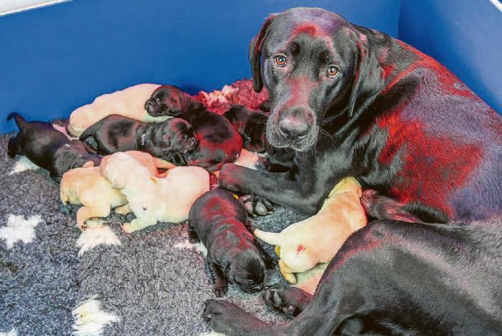 Ten little pup stars