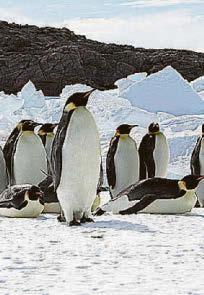 Climate-hit penguins breeding lot earlier