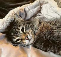 Cat 'nicked by driver' is back home