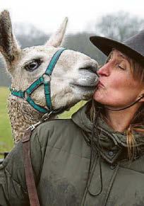 Llama herd surrounds a suspect for arrest