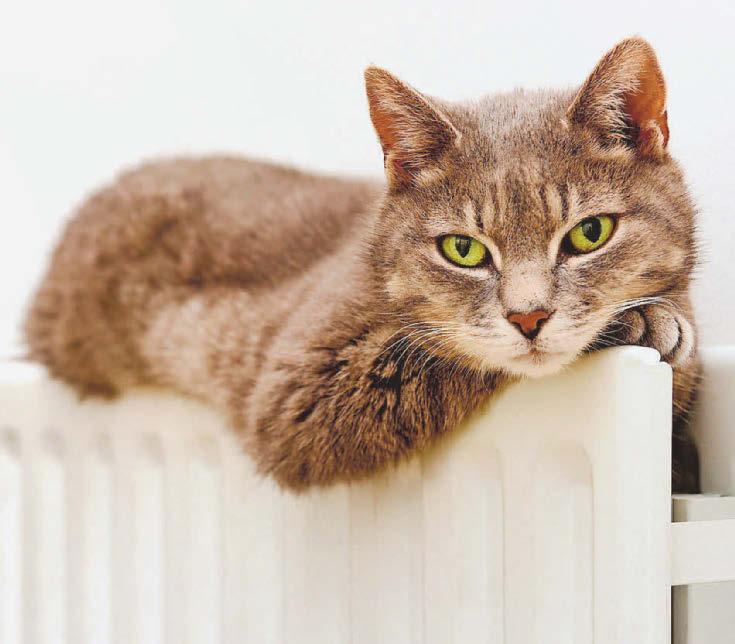 Weight-loss risk in cats