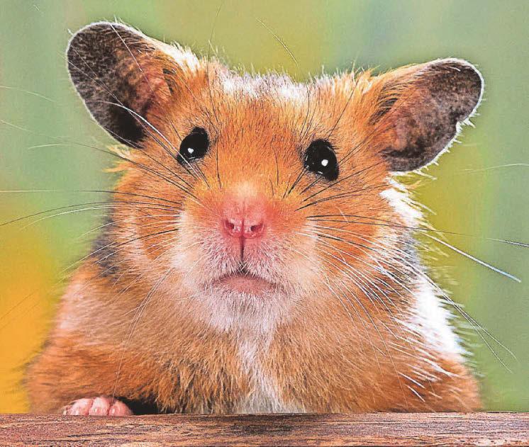 Hamster patch panic