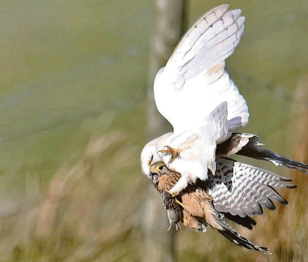 Owl loses mid-air talons contest...