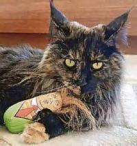 Cat left on plane flies 3 journeys