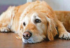 Sad dogs say so much...by echoing our winter blues