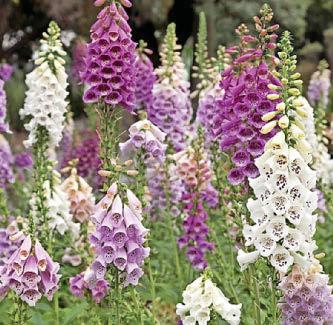 Foxglove heart drug 'dissolves breast cancer'