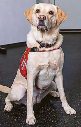 Dogs that can sniff out bowel cancer