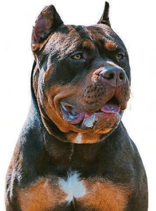 Police seize 4,500 dogs following XL bully ban