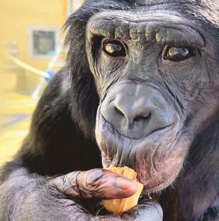 Apes use intuition to spot ignorance in humans for treats